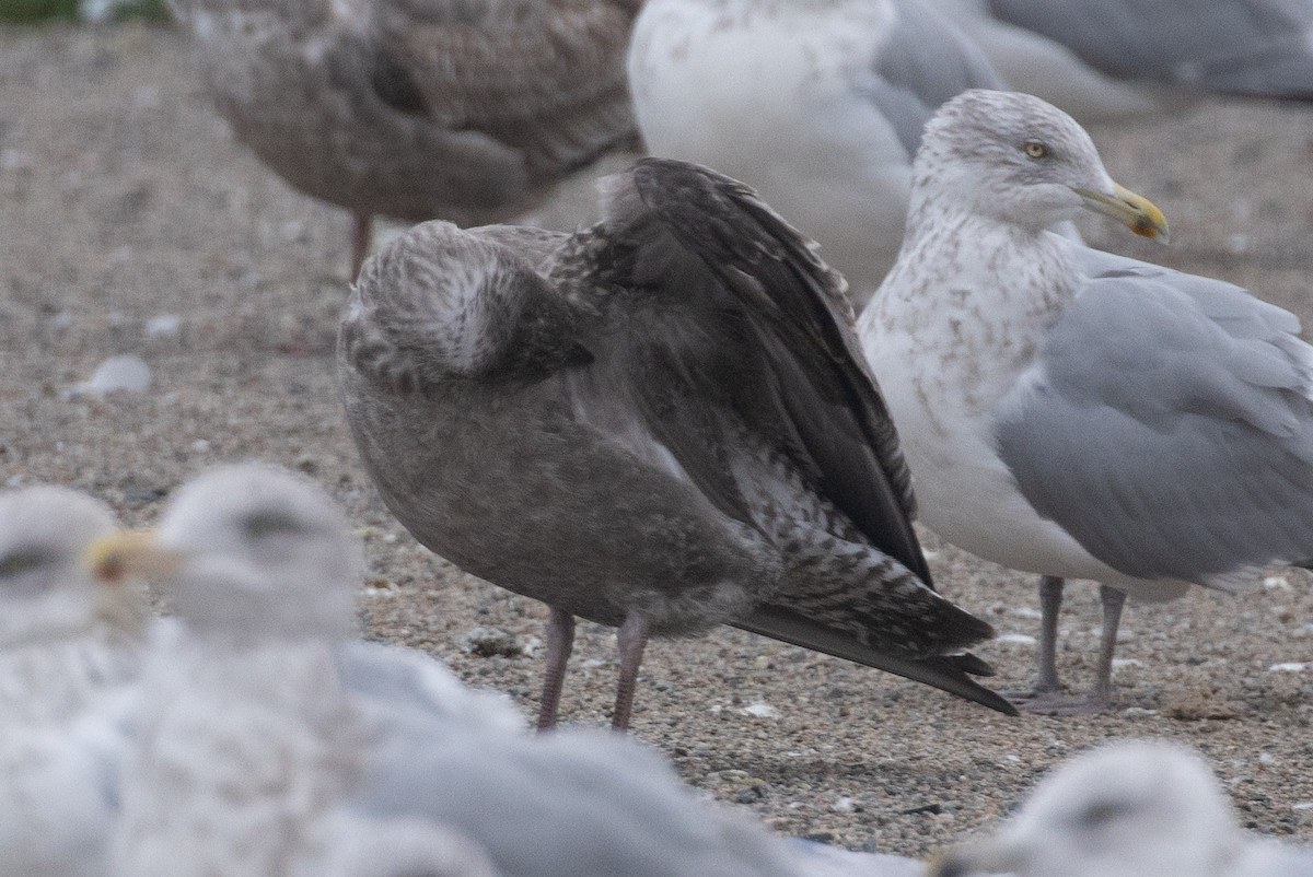 gull sp. - ML645270409