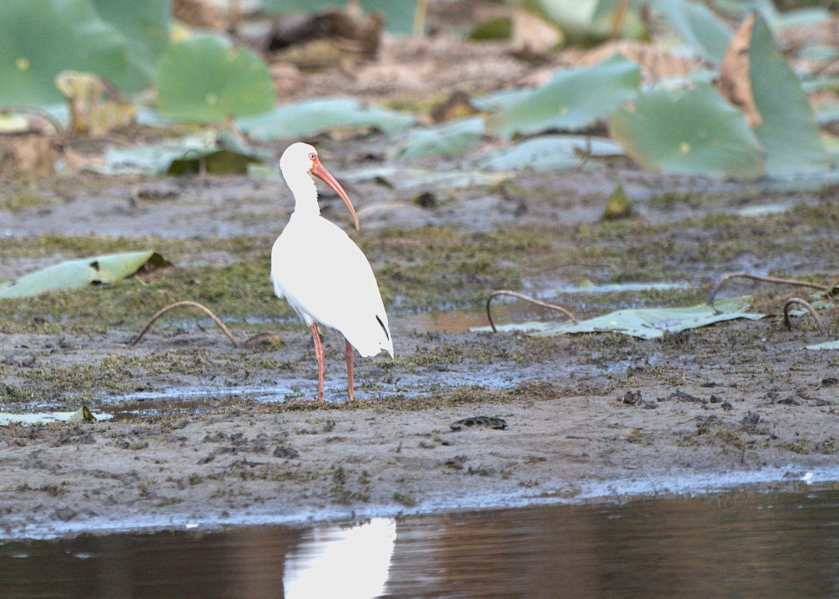 Ak Aynak - ML645270424