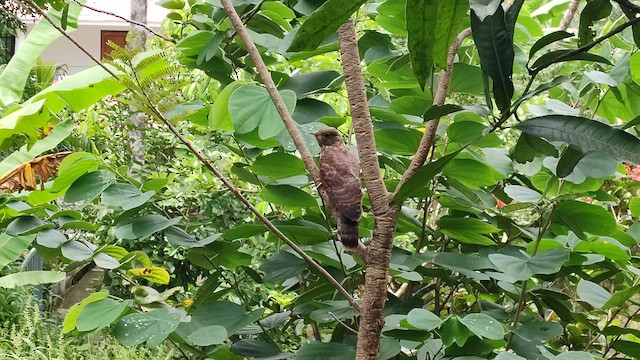 Зозуля білогорла - ML645270428