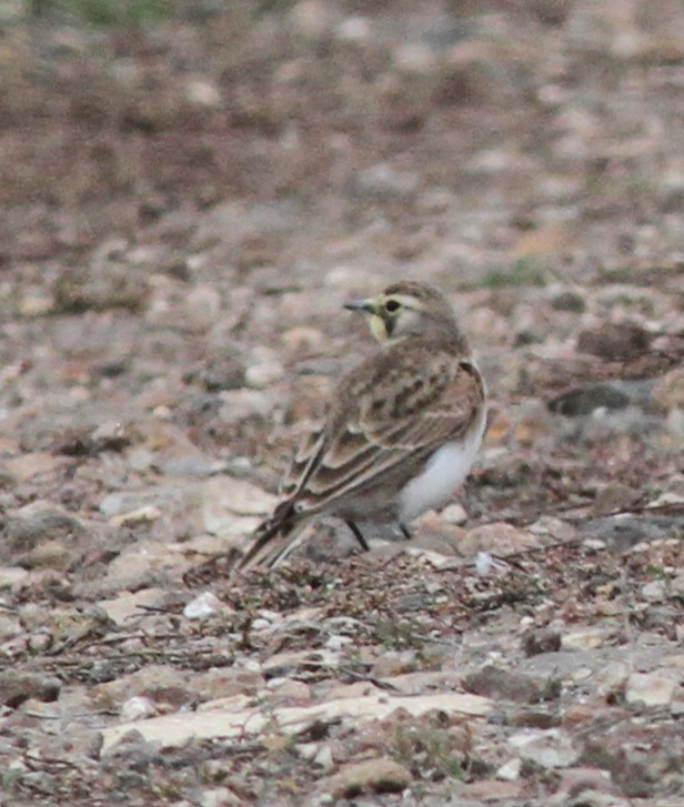 skřivan ouškatý - ML645270429