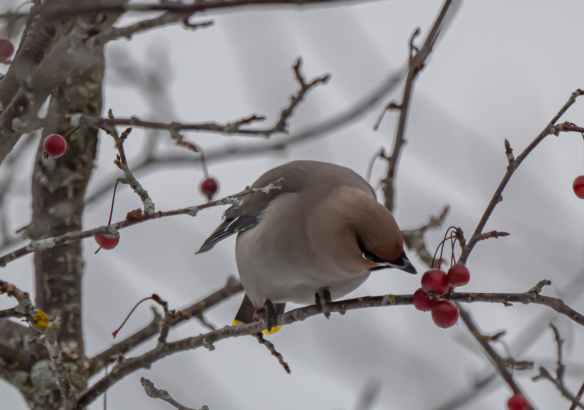 黃連雀 - ML645270430