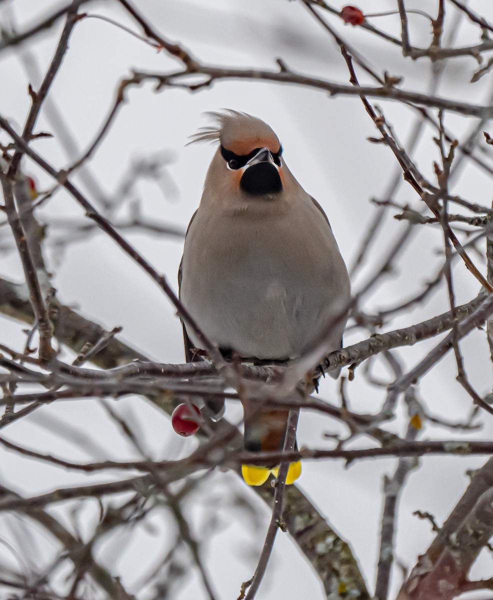 黃連雀 - ML645270432
