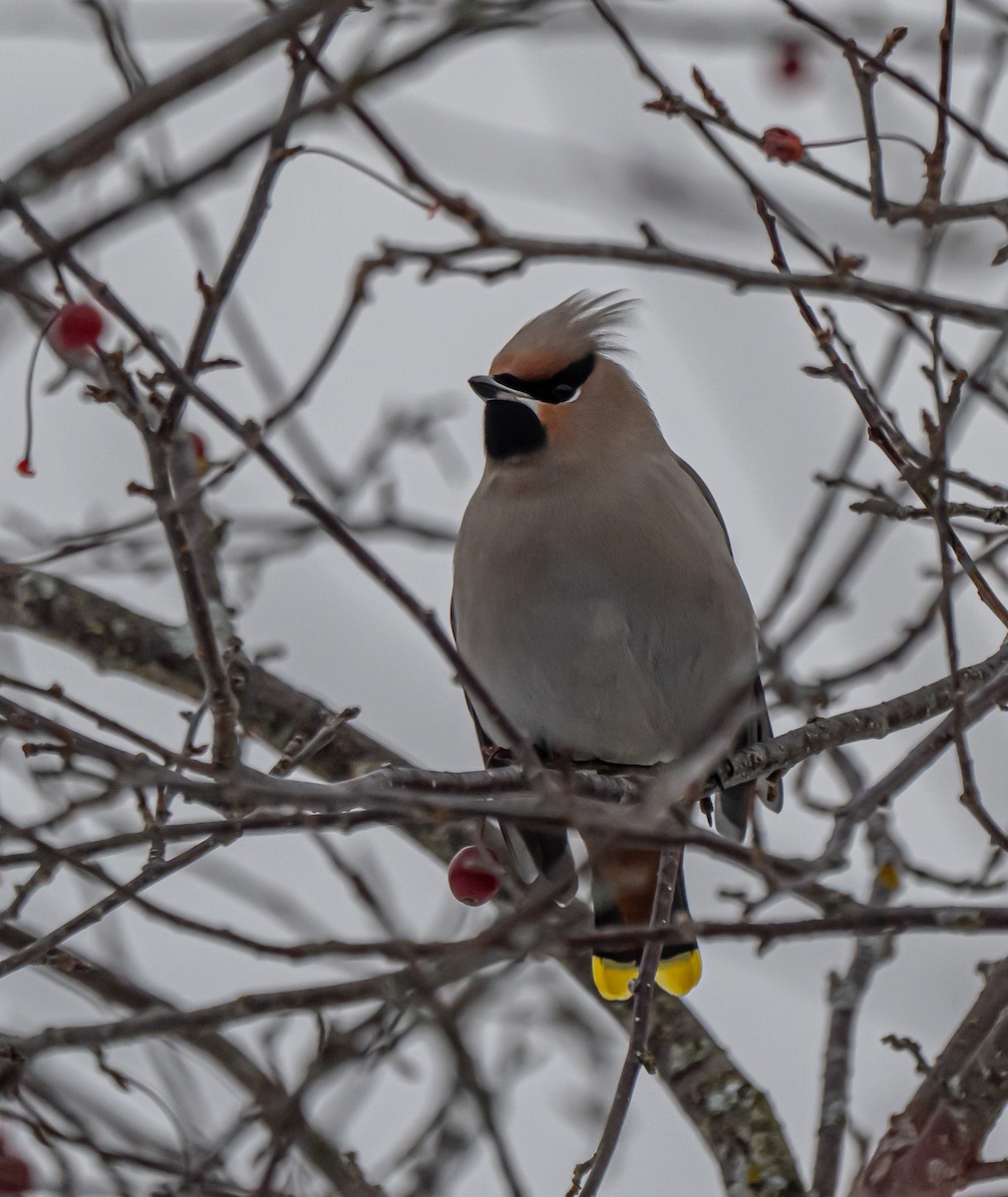 黃連雀 - ML645270433
