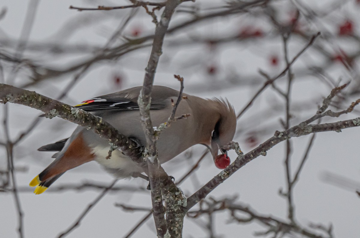 黃連雀 - ML645270434