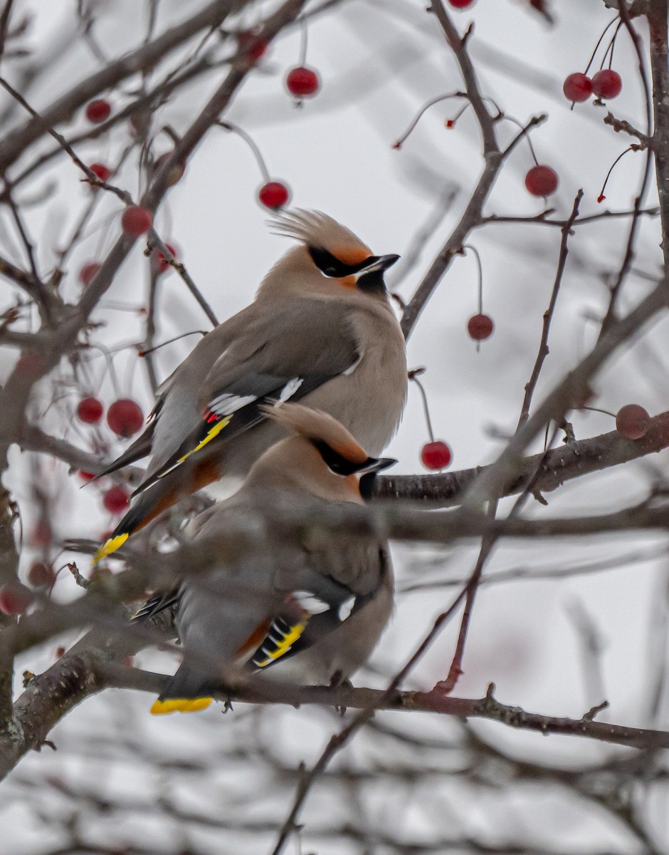 黃連雀 - ML645270435