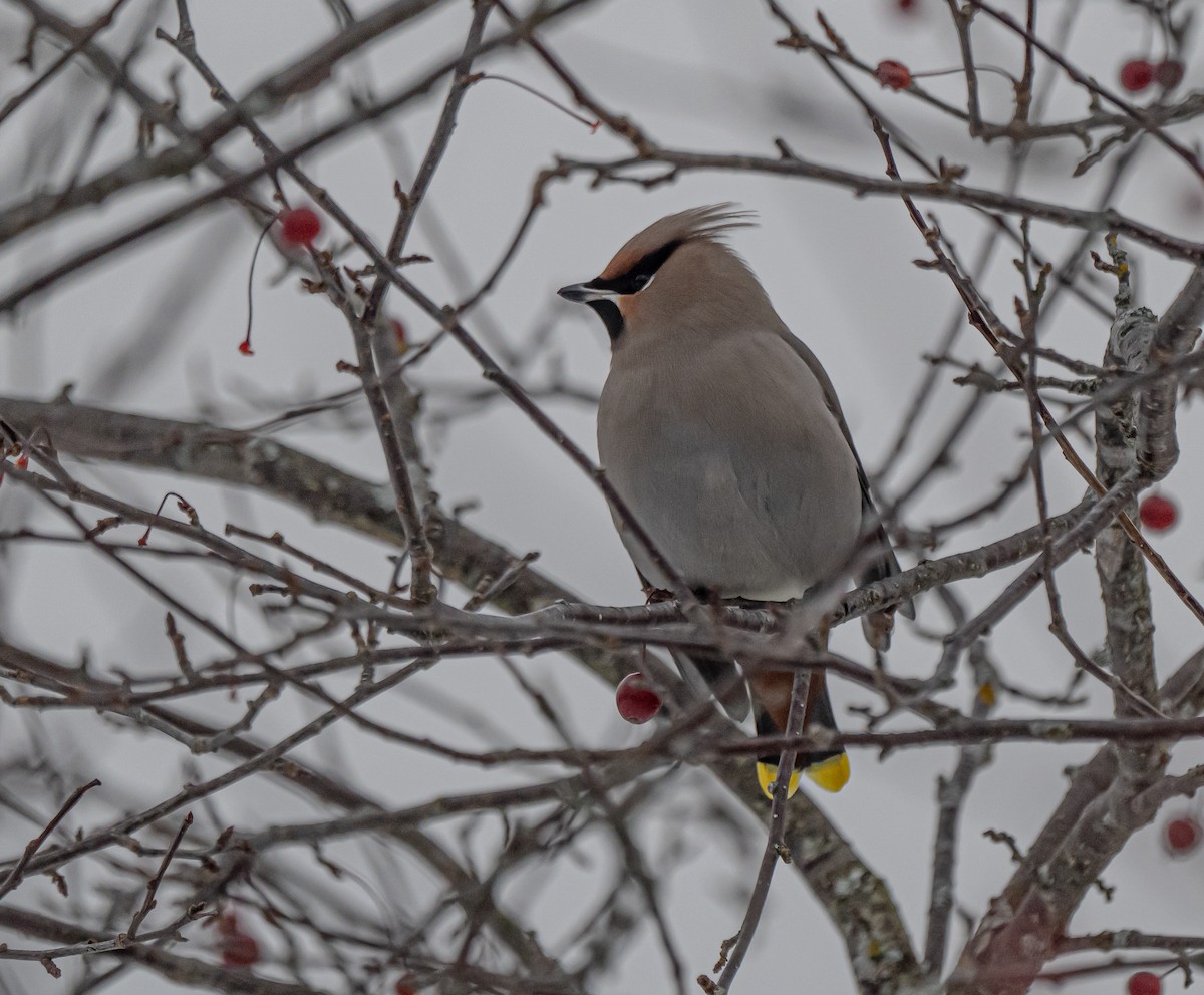 黃連雀 - ML645270436