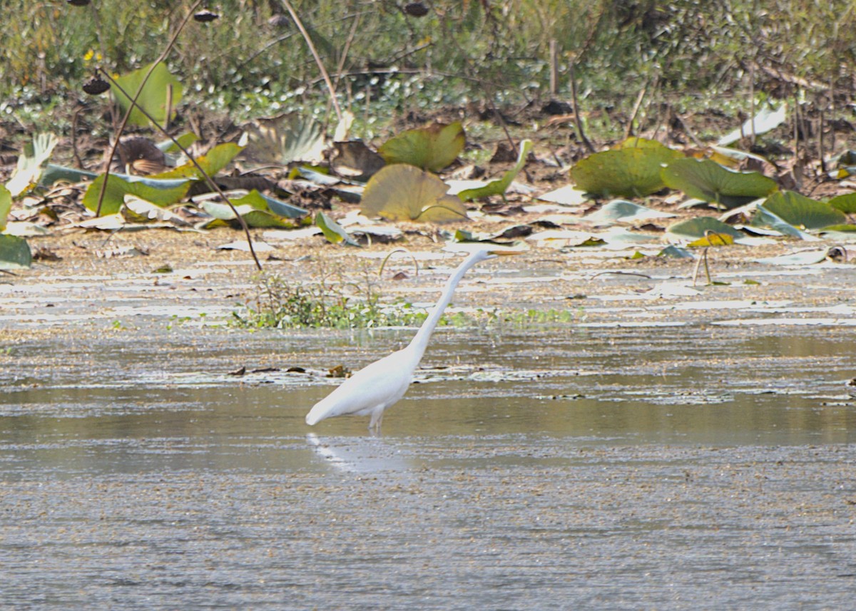 Snowy Egret - ML645270437