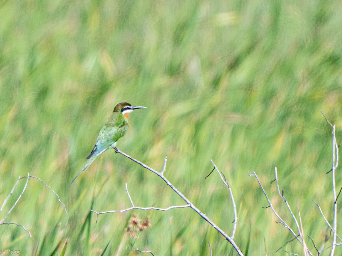 マダガスカルハチクイ - ML645270443