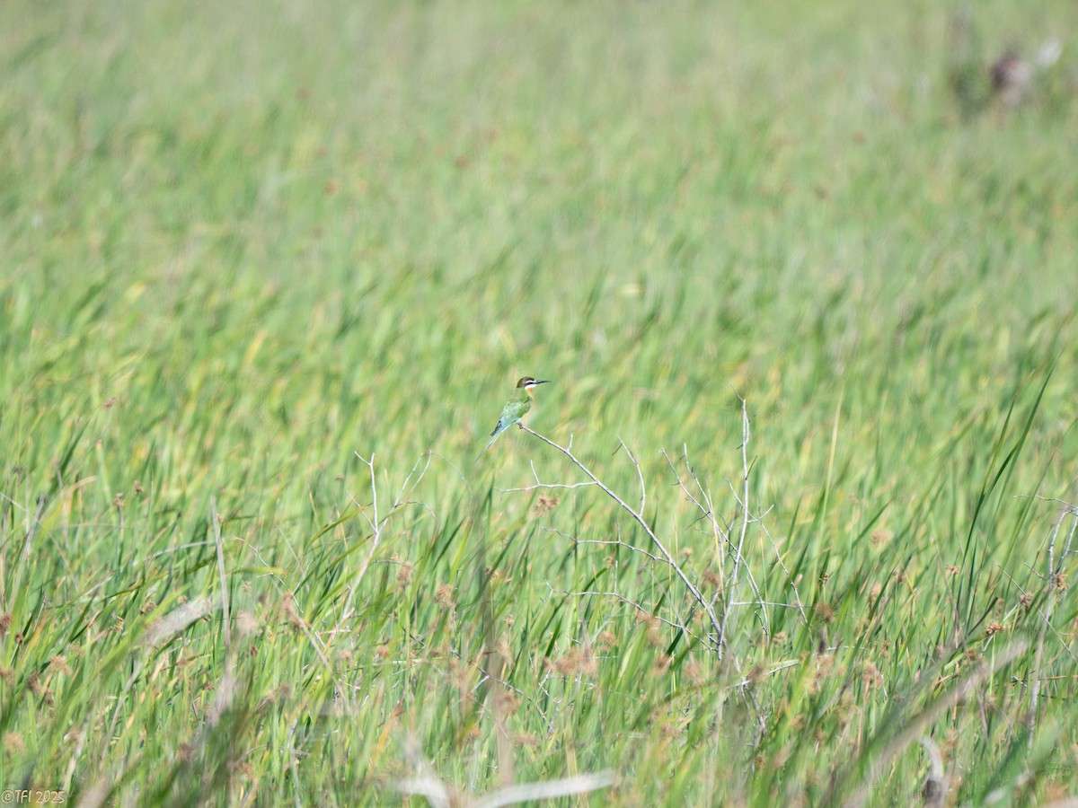 マダガスカルハチクイ - ML645270444