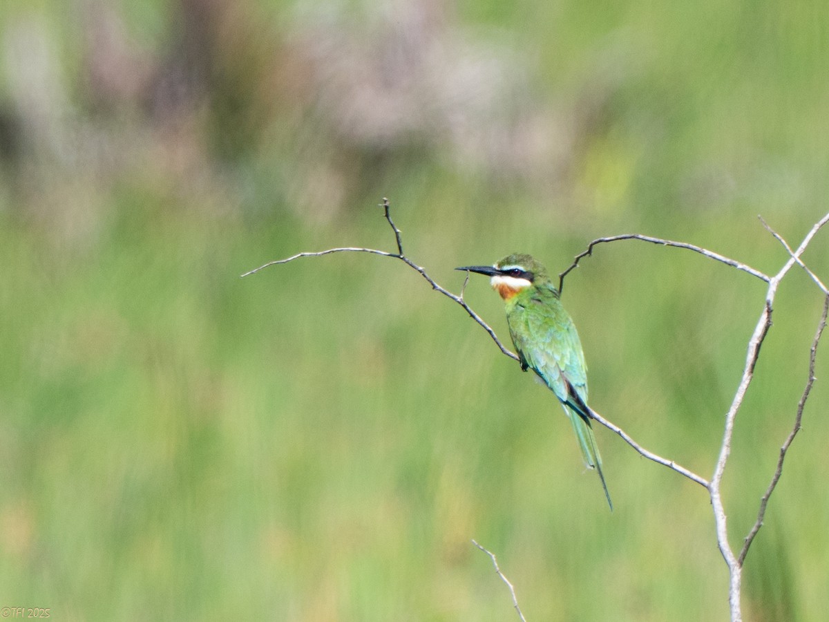 マダガスカルハチクイ - ML645270449