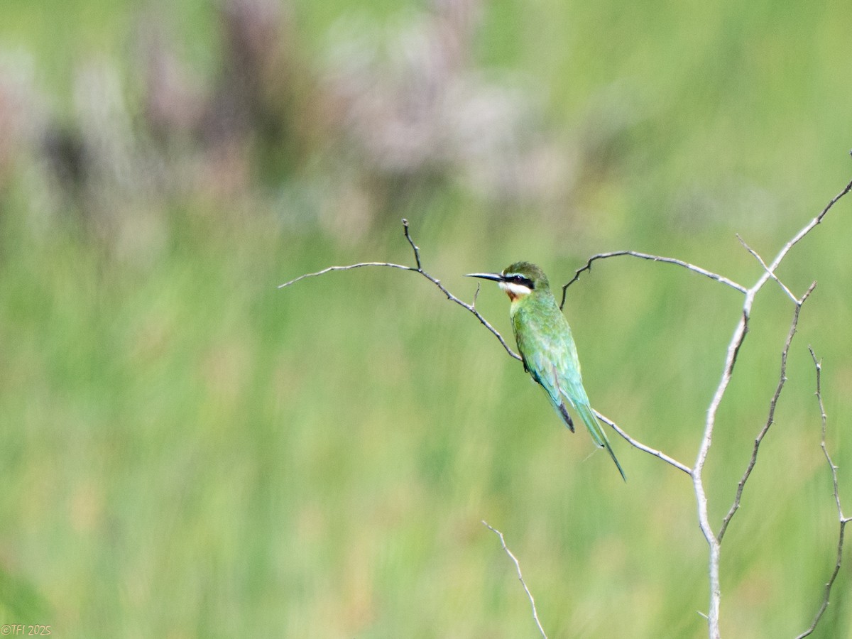 マダガスカルハチクイ - ML645270450
