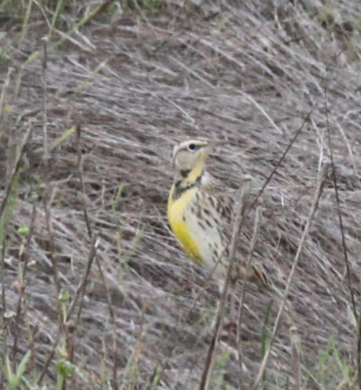 Western Meadowlark - ML645270458
