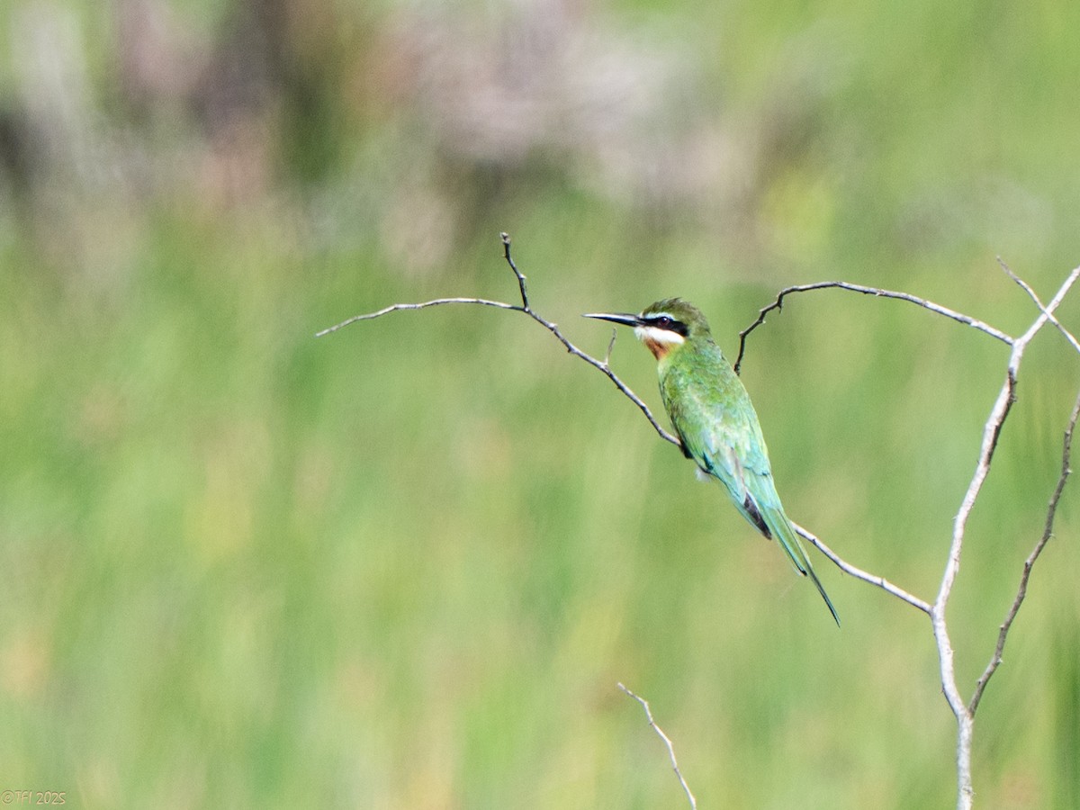 マダガスカルハチクイ - ML645270460