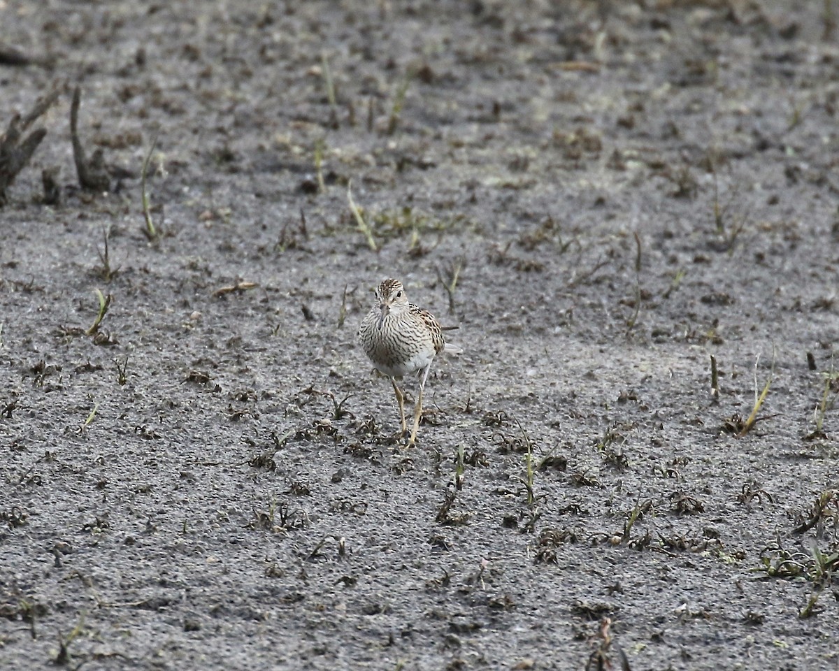 Pectoral Sandpiper - ML645270463
