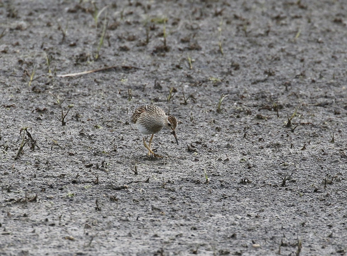 Pectoral Sandpiper - ML645270464