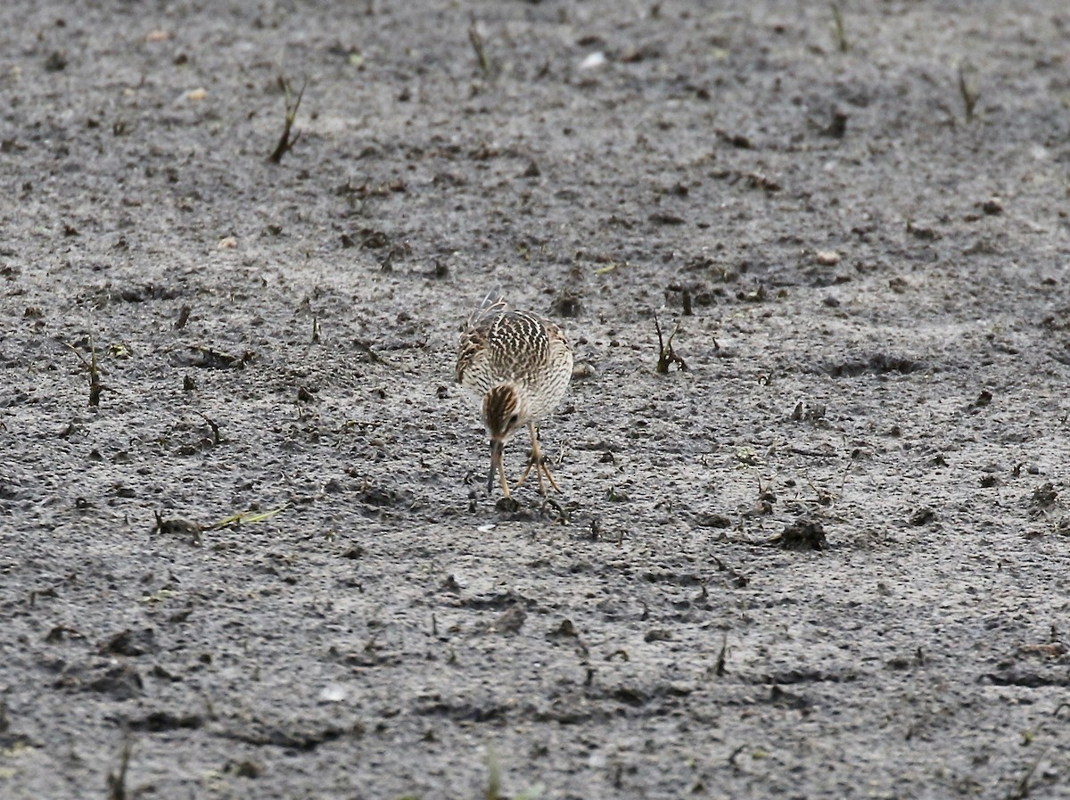 Pectoral Sandpiper - ML645270465