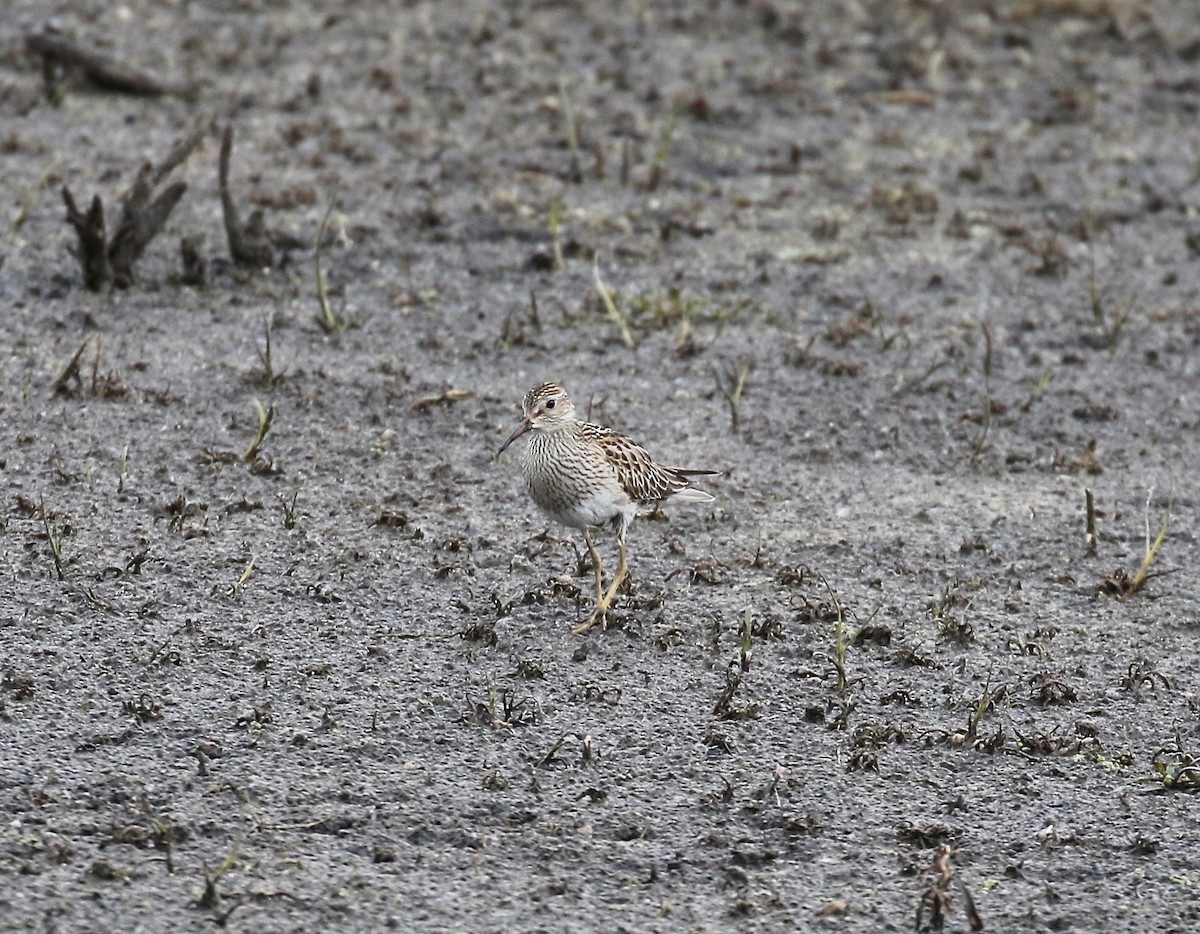 Pectoral Sandpiper - ML645270466