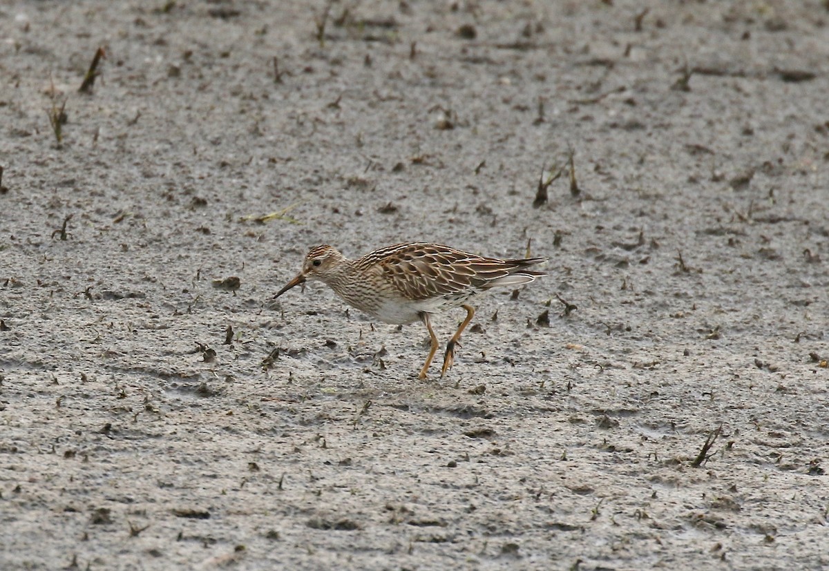 Pectoral Sandpiper - ML645270467