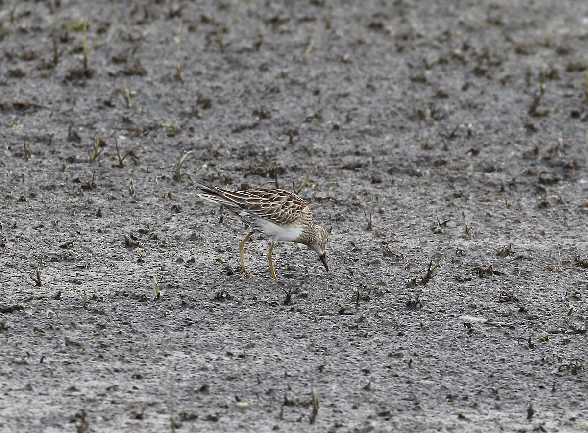 Pectoral Sandpiper - ML645270468