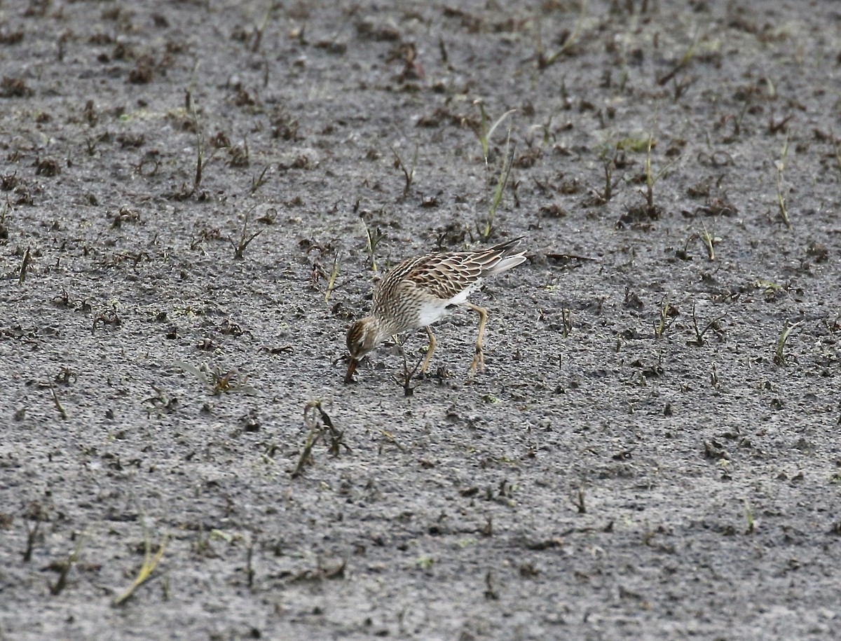 Pectoral Sandpiper - ML645270469