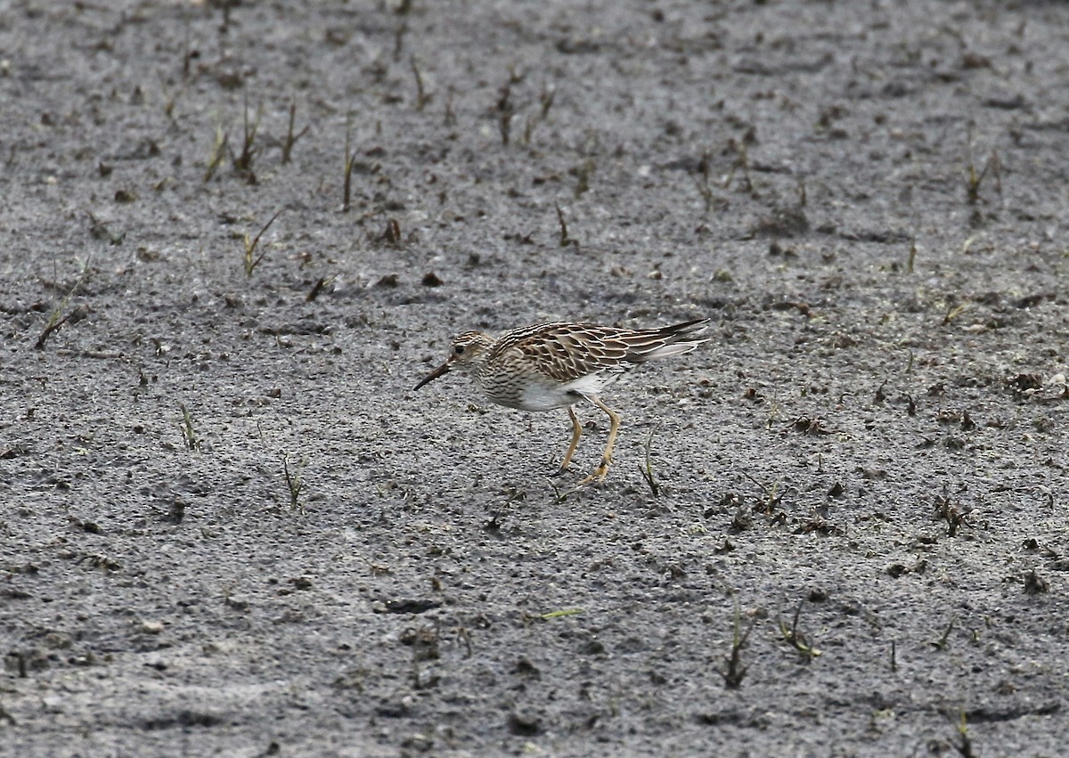 Pectoral Sandpiper - ML645270470