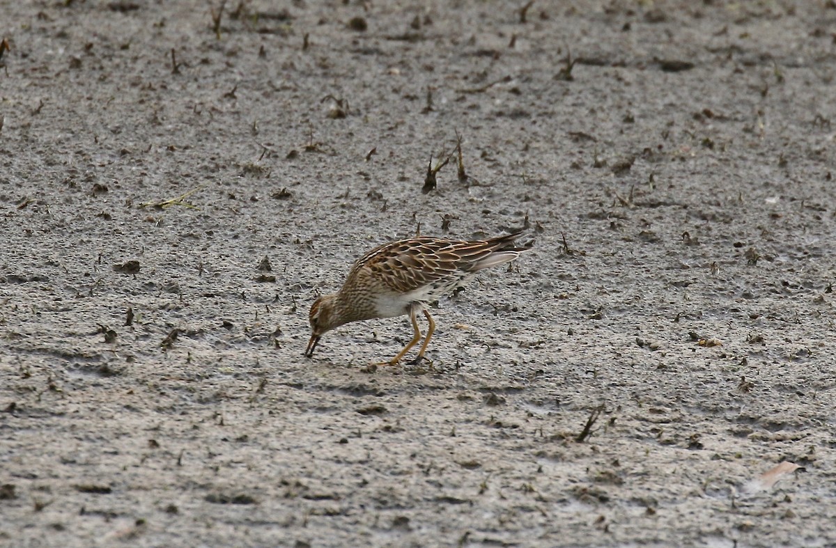 Pectoral Sandpiper - ML645270471