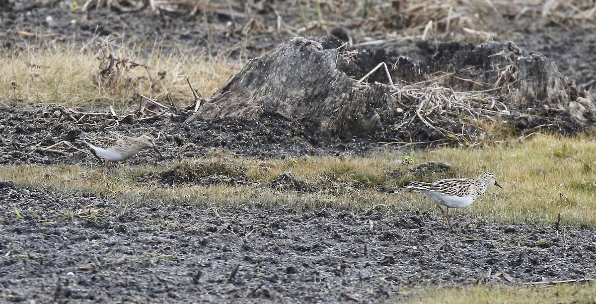 Pectoral Sandpiper - ML645270472