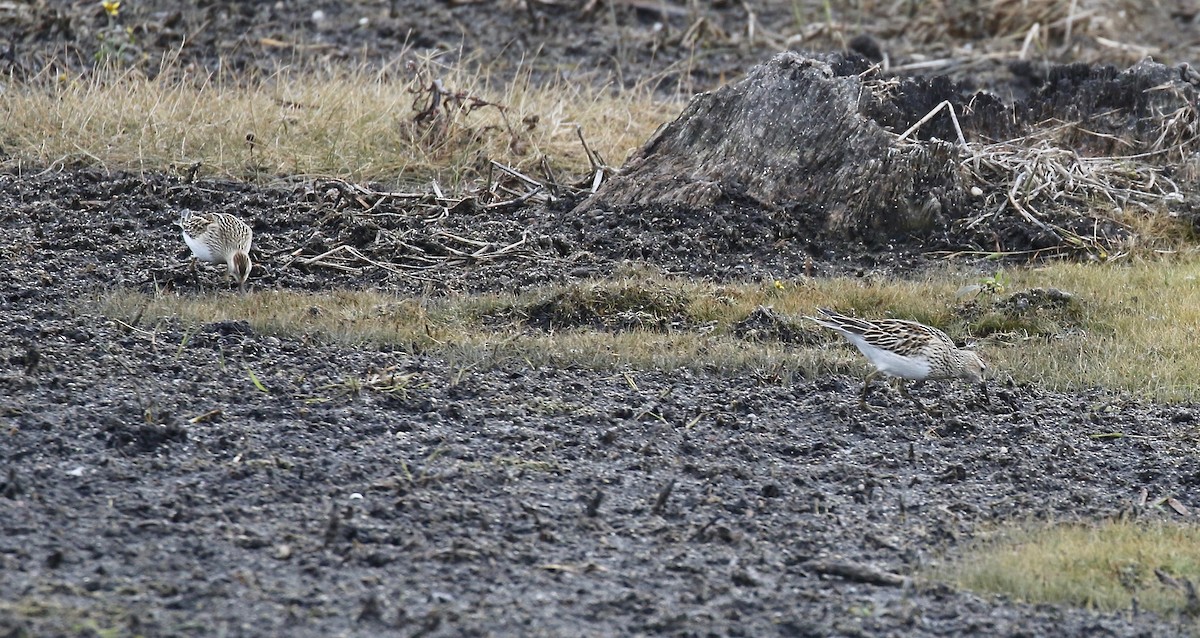 Pectoral Sandpiper - ML645270473