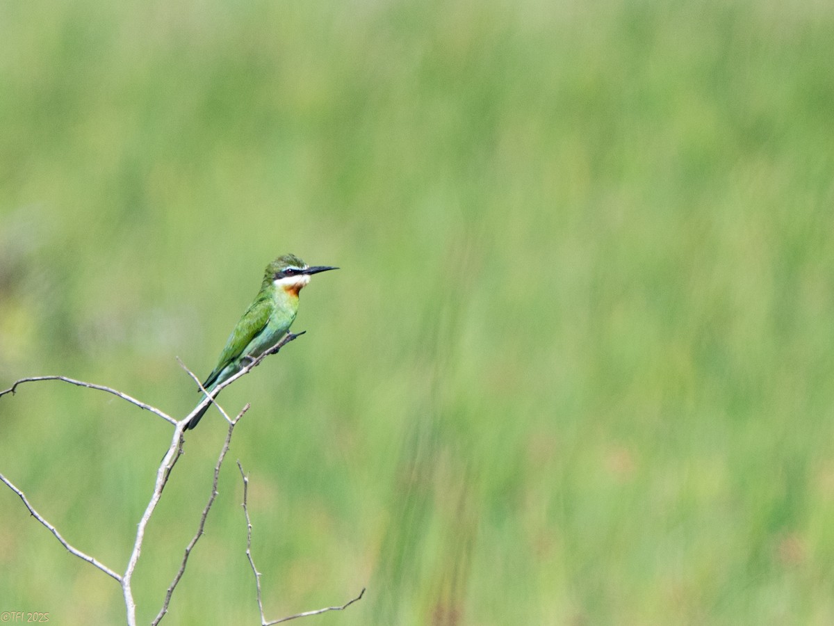 マダガスカルハチクイ - ML645270474