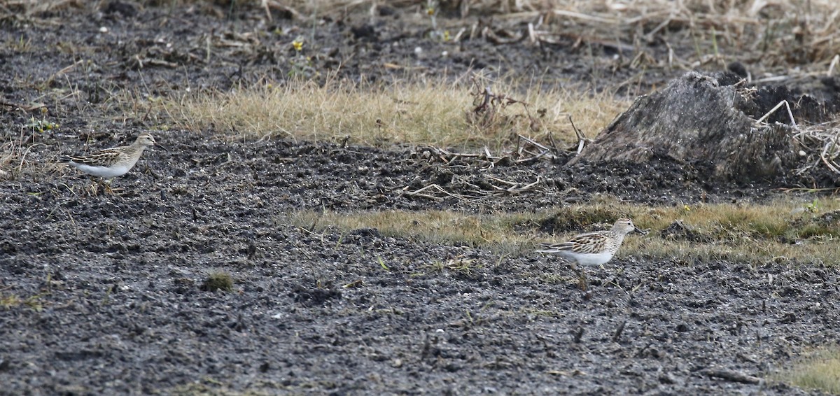 Pectoral Sandpiper - ML645270475