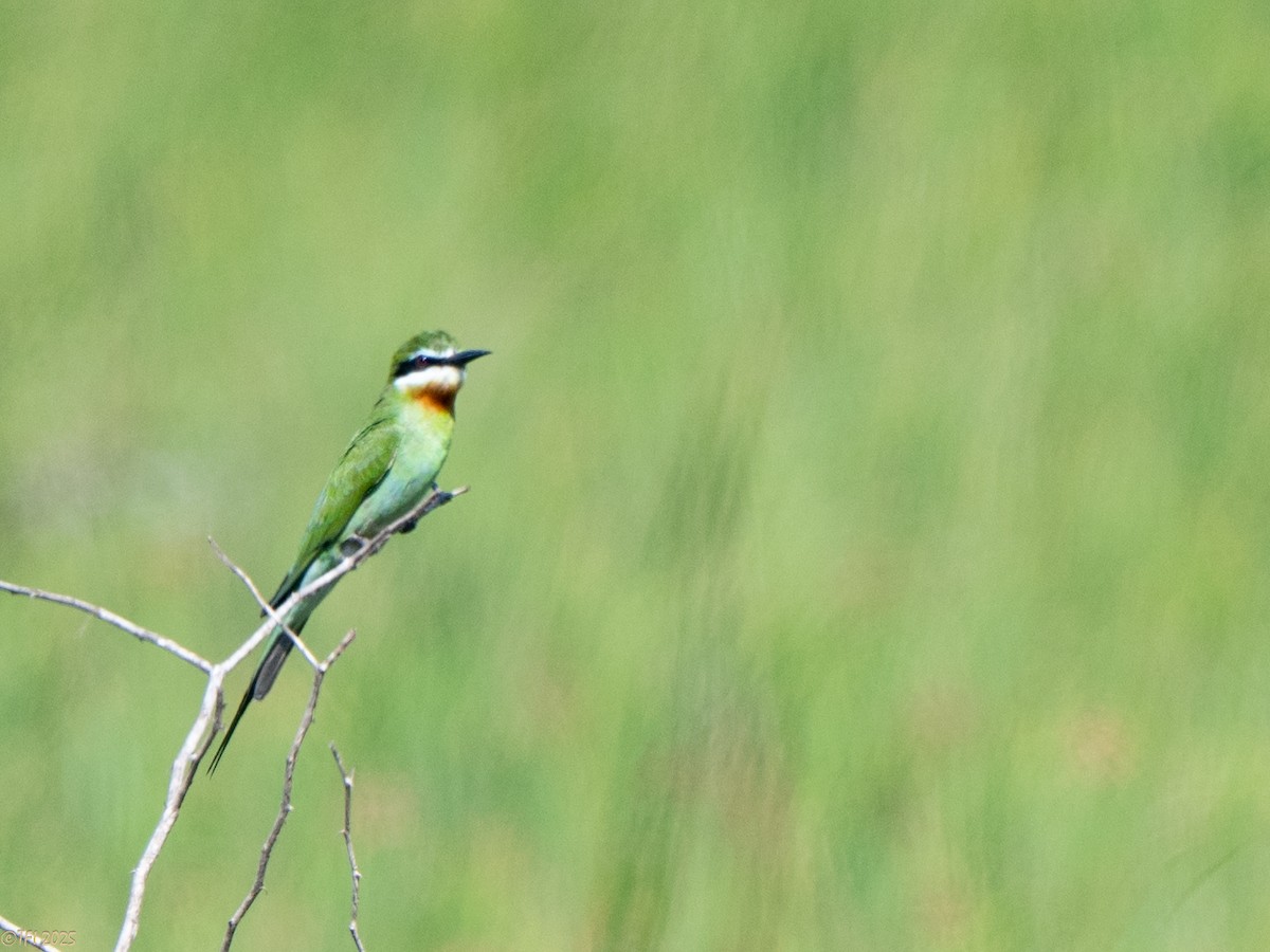 マダガスカルハチクイ - ML645270476