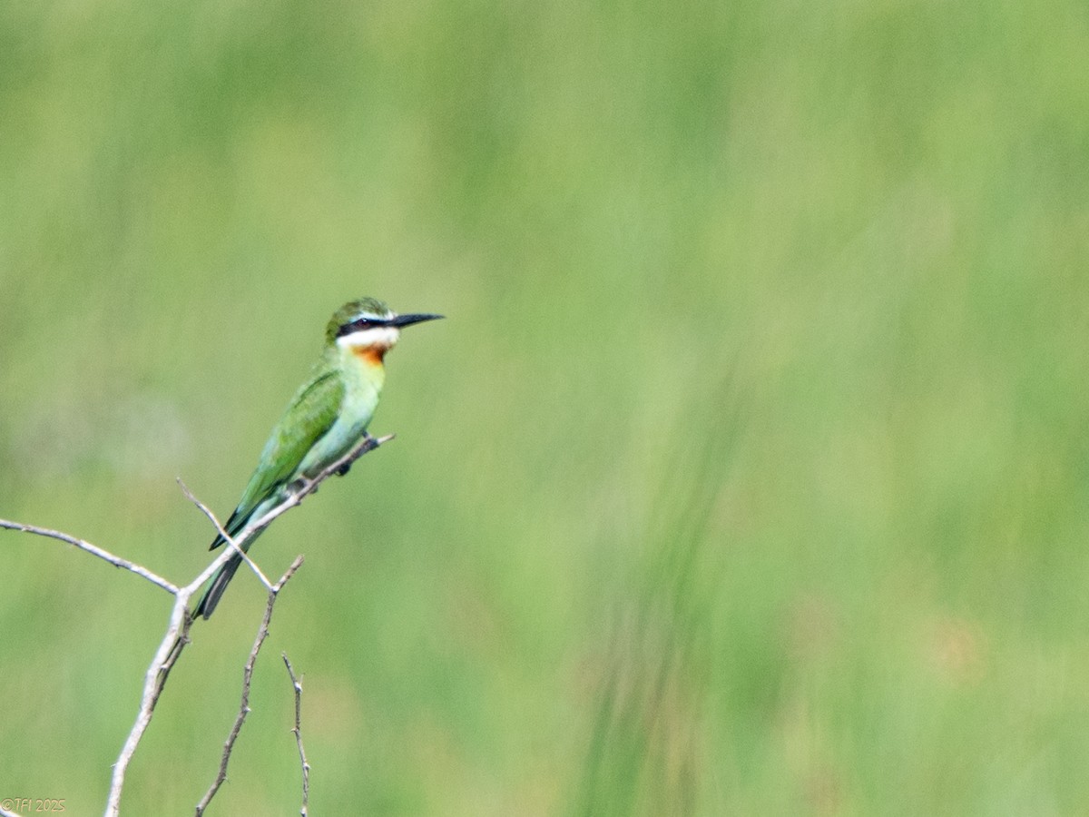 マダガスカルハチクイ - ML645270478