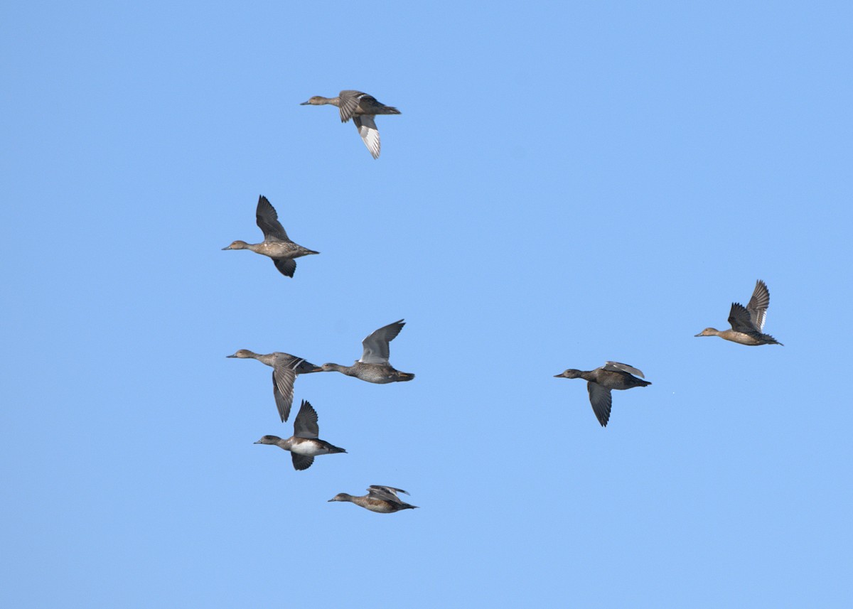 Gadwall - ML645270482