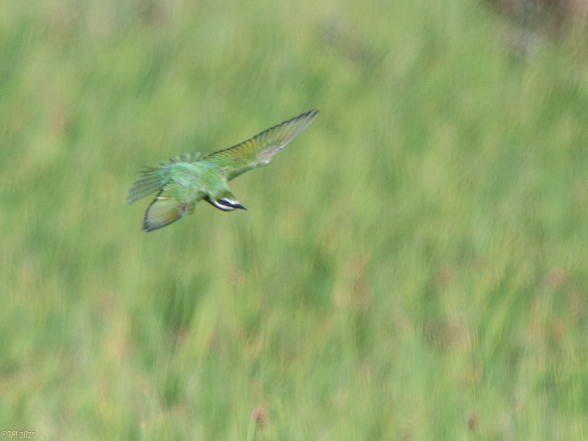 マダガスカルハチクイ - ML645270483