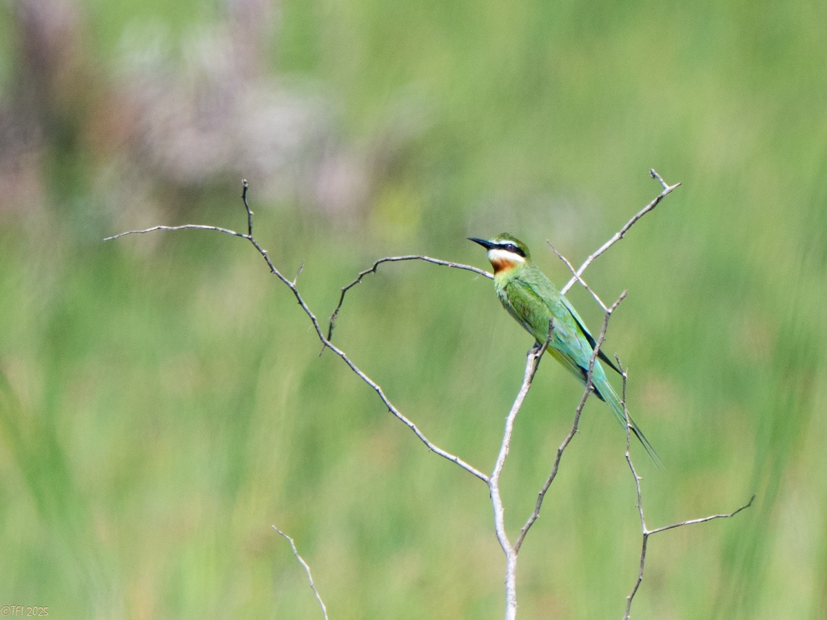 マダガスカルハチクイ - ML645270484