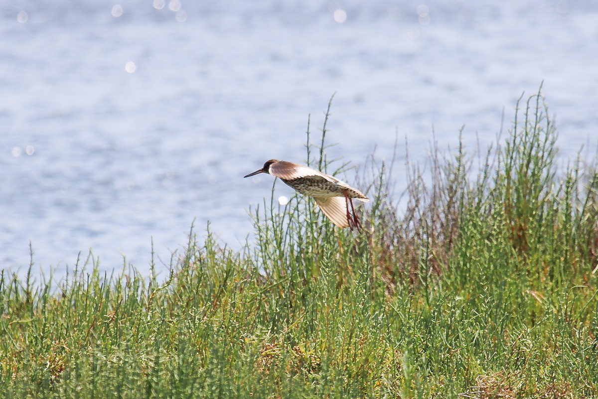 Common Redshank - ML645270486