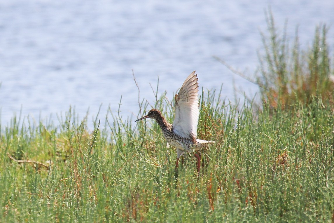 Common Redshank - ML645270487