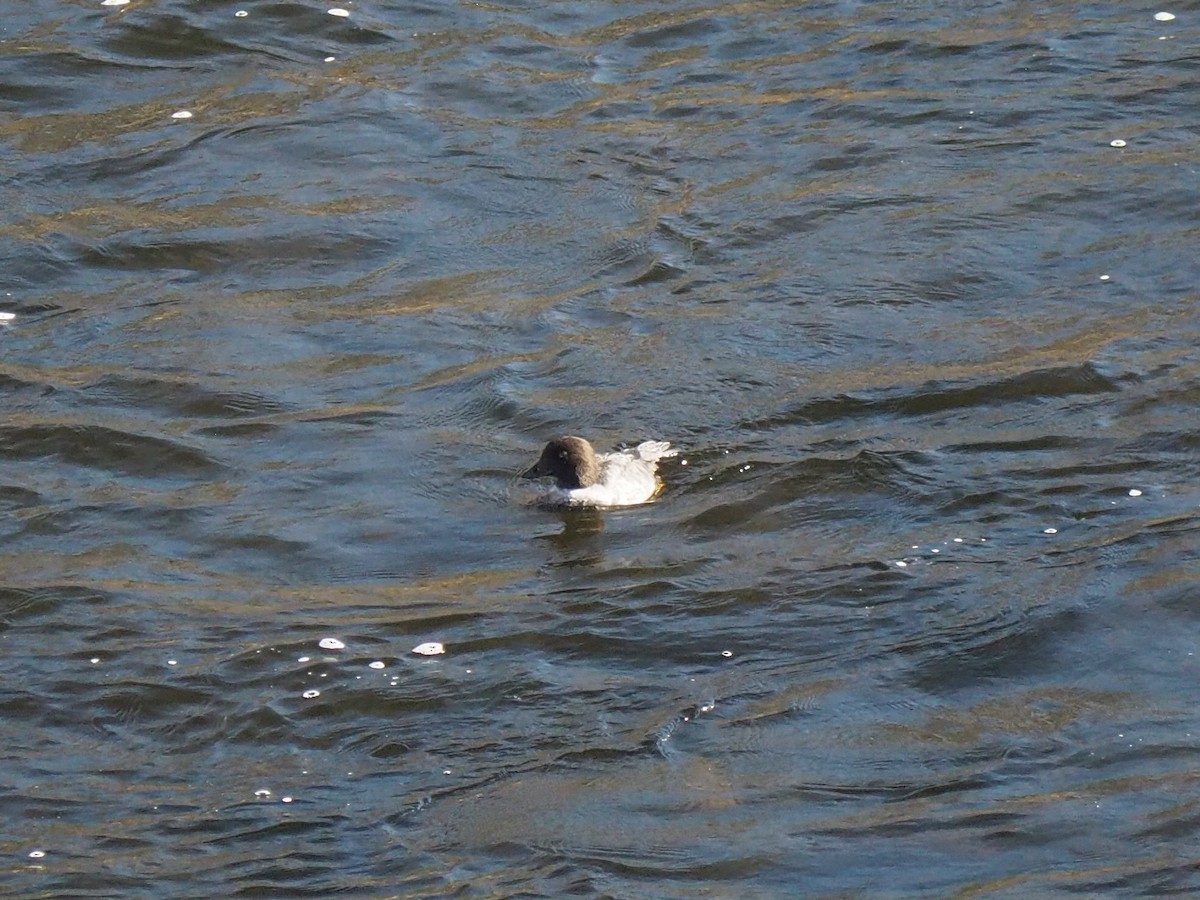 Barrow's Goldeneye - ML645270489