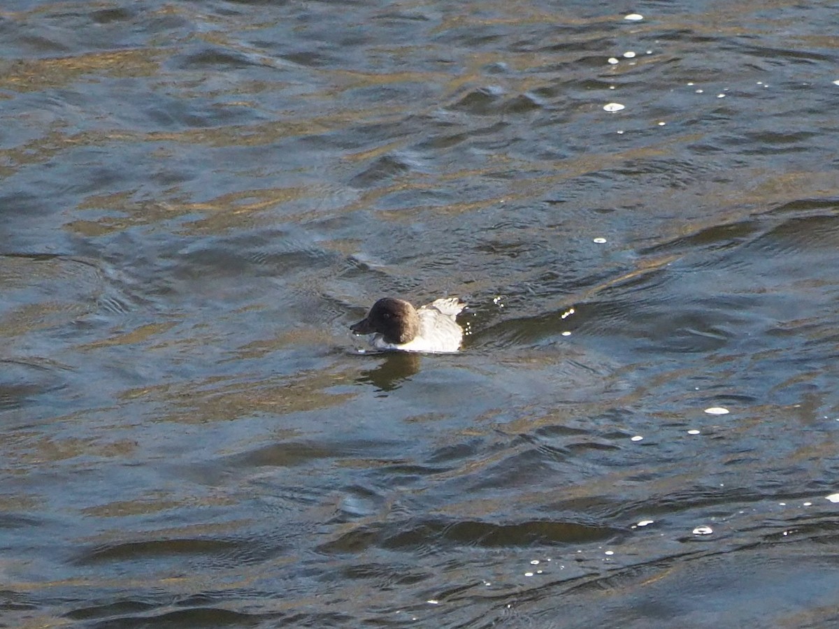 Barrow's Goldeneye - ML645270490
