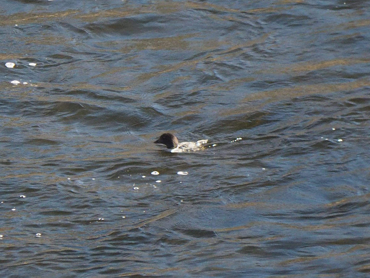 Barrow's Goldeneye - ML645270491