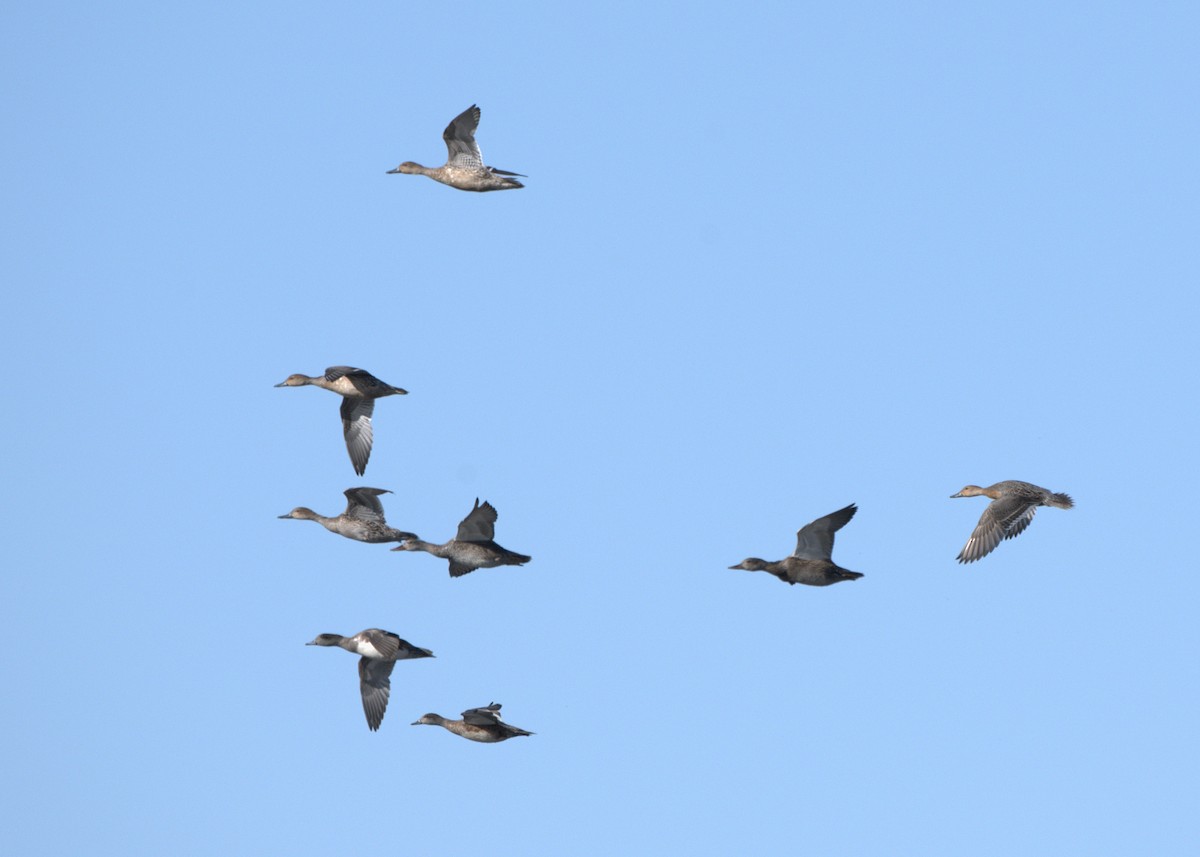 American Wigeon - ML645270493