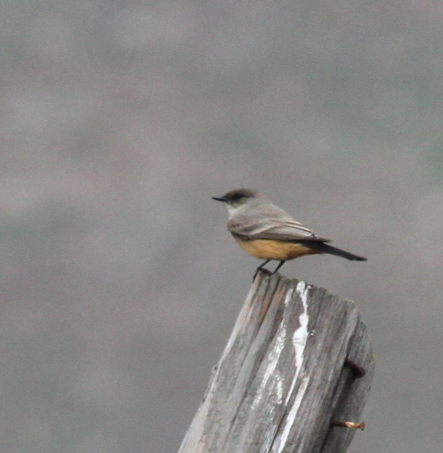 Say's Phoebe - ML645270501