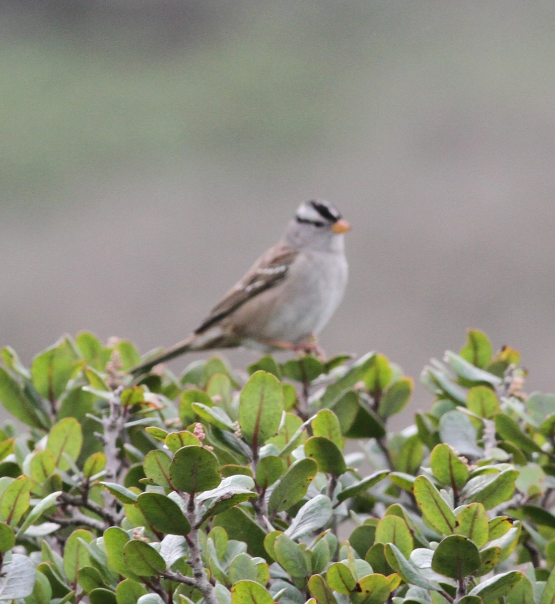 strnadec bělopásý - ML645270508