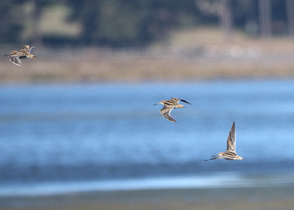 Wilson's Snipe - ML645270511