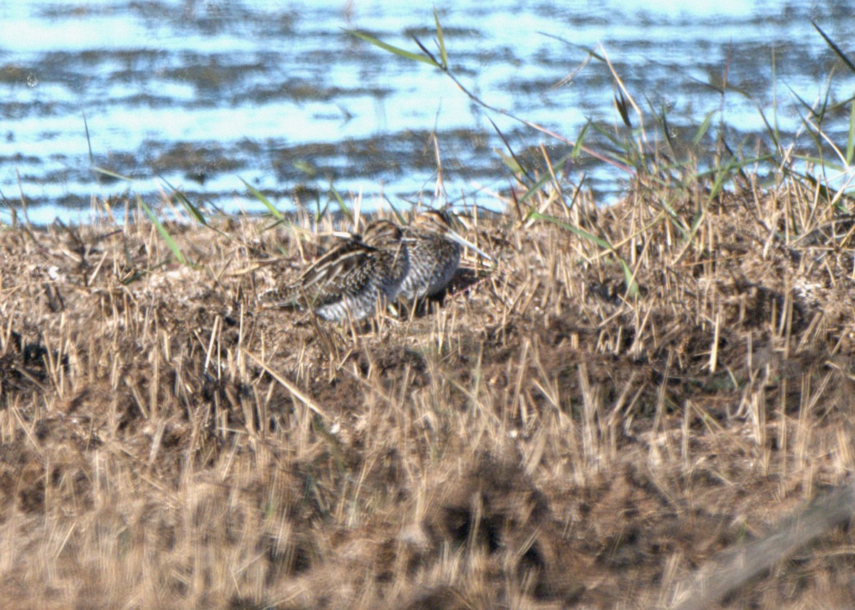 Wilson's Snipe - ML645270512