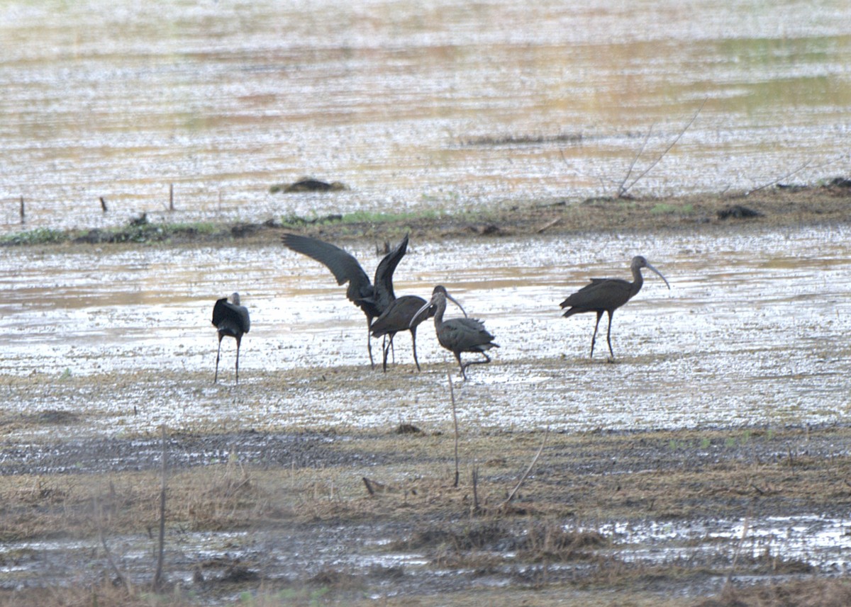 Glossy Ibis - ML645270514