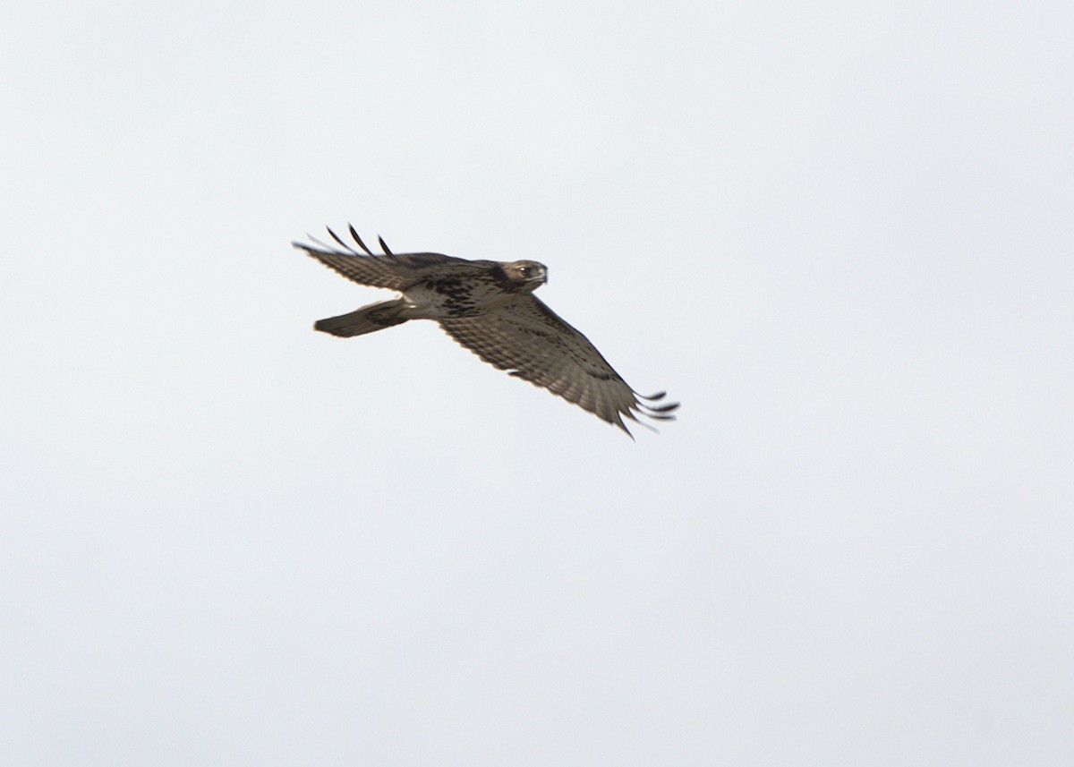 Red-tailed Hawk - ML645270518