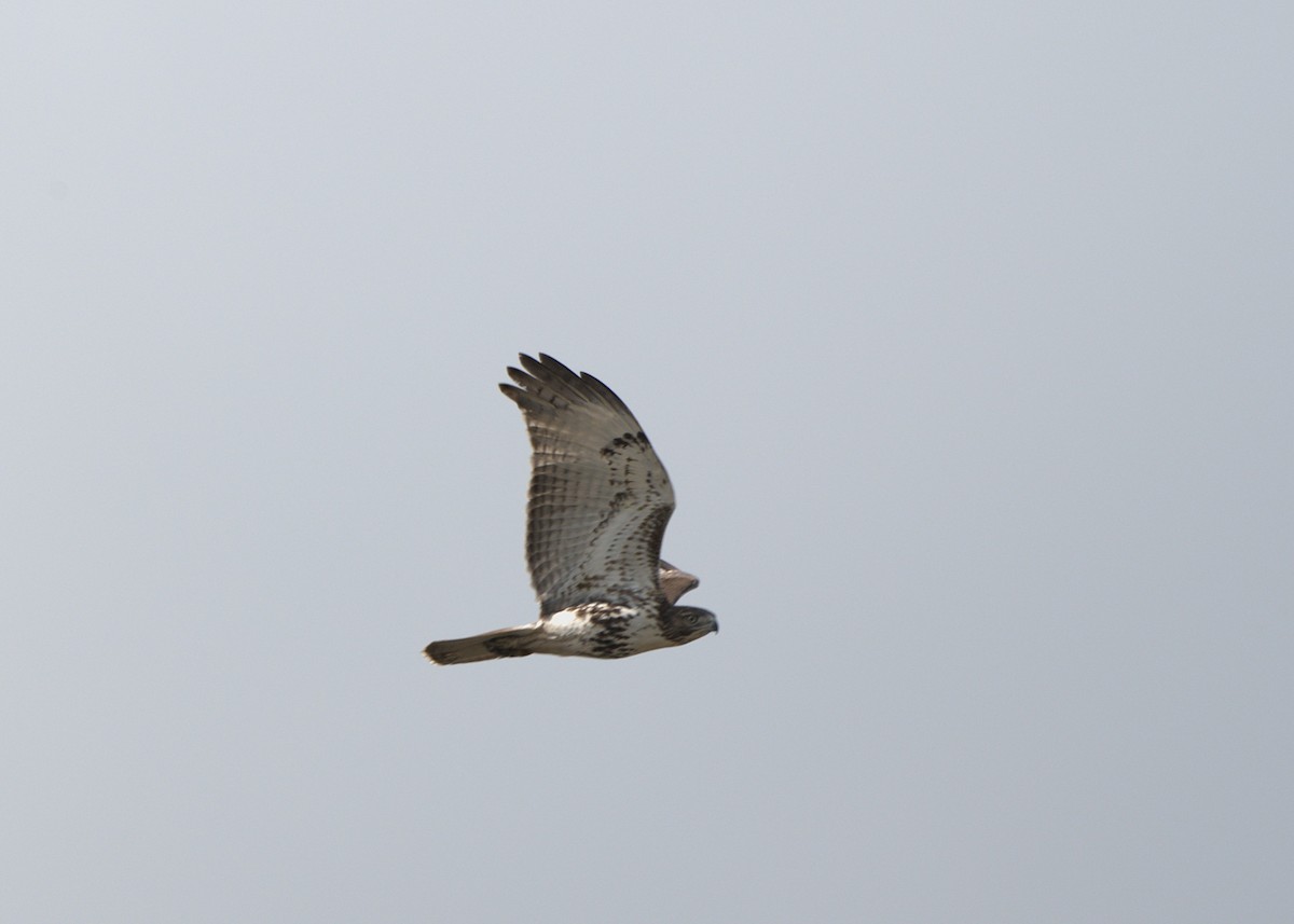 Red-tailed Hawk - ML645270546