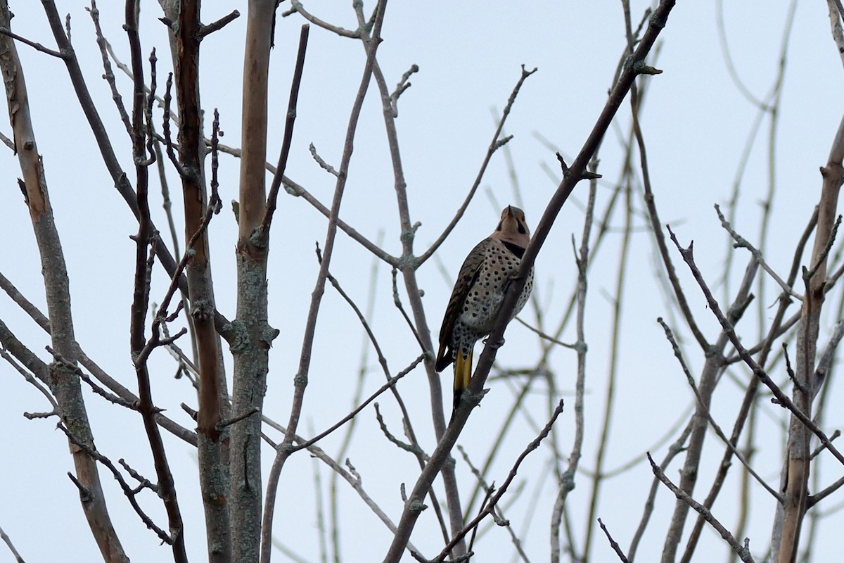 Декол золотистий - ML645270555