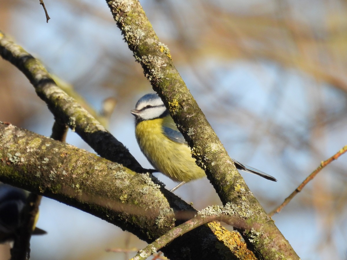 Herrerillo Común - ML645270556